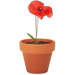 Plante Red Poppy