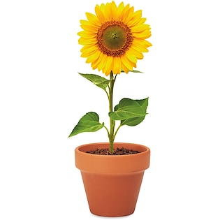 Plante Sunflower