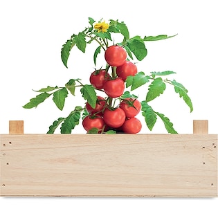 Plante Tomato 