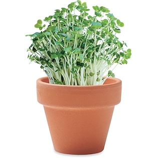 Plante en pot Aurora